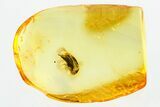 Fossil Tumbling Flower Beetle (Mordellidae) in Baltic Amber #315288-1